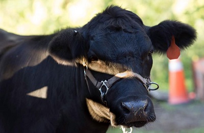 facce of a cow